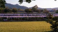 Crispy, chewy and delicious: Experiencing the food and traditions of South Korea