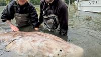 Record-Setting Sturgeon Caught In British Columbia Is Likely The Largest Freshwater Fish Ever Landed By A Female Angler