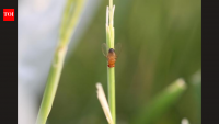 Pennsylvania fruit flies reveal rapid evolution as summer turns to autumn