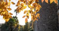 Climate change forces Dunster Castle gardeners to rethink historic landscapes