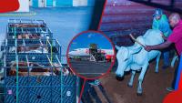 Kenyans amused as KQ flies 50 cows to Nigeria: “Ng’ombe amenitangulia kupanda ndege”