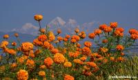 Nepal expects demand for 5.18 million flower garlands during Tihar