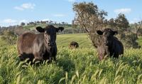 Properties for sale- New South Wales