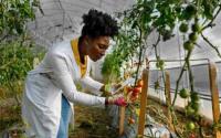 From farm to plate: The missing link in Kenya's food security