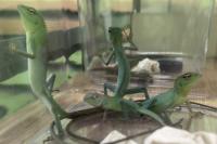 In Poland, Belarusian long-haul driver faces prison — tried to import exotic lizards