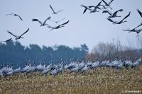 Ornithologists explained why cranes have not yet flown away from Belarus