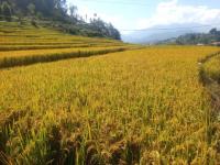 Chitwan rice zone eyes 5,000-tonne jump in paddy production