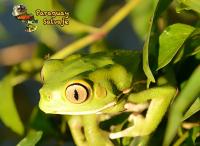 Ju’i Pakova: The Unusual Paraguayan Frog Featured On New Banknotes