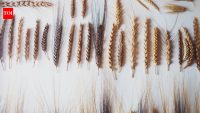 Italian farmer planted mysterious seeds found in attic, discovered ancient biblical wheat with seven ears on one stalk that could help crops survive drought and climate change