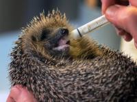 Heat and hunger take toll on Swiss hedgehogs