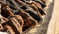SA Feedlots Resist Botswana’s Beef Export Revival