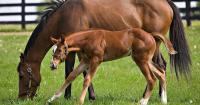 Researcher explores innovative treatments for bacterial infections causing pregnancy loss in mares