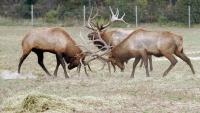CFIA updates management of CWD in farmed cervids