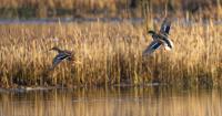 Critical Ohio wetlands protected through a $1.95M grant from James M. Cox Foundation
