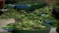 Question 8: Should Massachusetts repeal recreational marijuana?