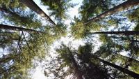 Researchers Study Why Some Trees Thrive Far From Home