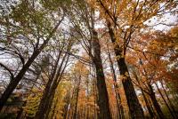 Wisconsin author celebrates ‘treasure trove’ of natural beauty