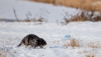 'Ungovernable Beavers' Win the Internet After Chewing Through Polish Warning Sign