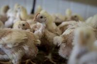 Denmark mulls banning turbo chickens