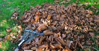 BBC Countryfile warns gardeners to 'resist' one common task this autumn