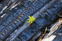 As wildfires rage, Canadian researchers study the life that comes after