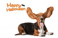 North Dakota Pet Owners, Here’s How to Keep Your Furry Friends Safe This Halloween