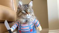 Maine coon's 'scary' Chucky doll Halloween costume wins over the internet
