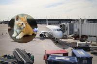 ‘Cat Distribution System’ Hits Chicago O’Hare, Man Flies Home With Orange Kitten
