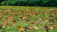 BBC Countryfile warns gardeners to 'resist' doing common task this autumn to help robins