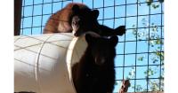 Wildlife rehab deals with an influx of orphaned bear cubs