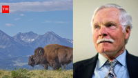 In 1989, CNN founder Ted Turner removed cattle from his 113,000-acre Montana ranch, replaced them with bison and 'set one unusual rule' when Yellowstone’s wolves arrived