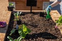San Antonio vegetable gardening, holiday plant seminars set for November