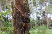 Sustainable Polymers and Natural Rubber Chart a Path Toward Greener Materials