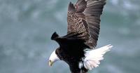 Delaware Highlands Conservancy seeks Eagle Watch volunteers