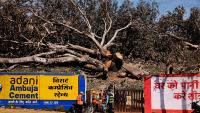 ‘Today I only see denuded land’: Mango orchards give way to Adani’s power plant