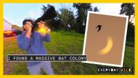 🦇Florida Bats Are Your Mosquito Control