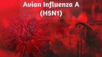 Cambodia, India, Taiwan confirm new avian flu outbreaks in poultry