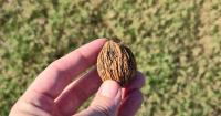 Local company sends the Ozarks most foragable nut nationwide