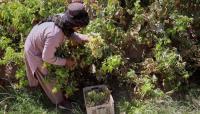 Taliban taxes add pressure on Afghan grape farmers