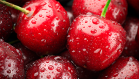 South African cherries are in the final stages of securing approval for exporting to China