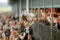 Dutch government orders nationwide poultry lockdown amid bird flu outbreaks