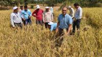 Thane: Zilla Parishad Additional CEO Ajinkya Pawar Joins Farmers In Paddy Harvesting During Shahapur Visit