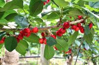 Early harvest and delayed access to China threaten SA cherry exports