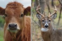 Michigan Bovine TB Case: What Deer Hunters Should Know