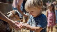 Publisher’s Platform: Twenty-Two Years of Asking Whether We Should Ban Petting Zoos: After Brookshire Farms, Bengtson’s and the State Fair of Texas, It Is Time I Answered My Own Question