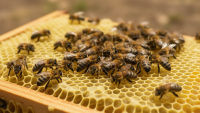 Costa Rica Constitutional Court Reviews Decree Limiting Commercial Stingless Bee Trade to Two Species
