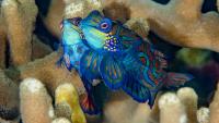 What a Reef Fish Taught Me About Life in the Rubble