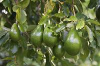 Falling Avocado Kills 12-Day-Old Baby in Argentina