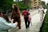 Walking a Bear is Illegal in Massachusetts