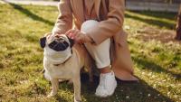Halloween pet safety: What South African owners need to know